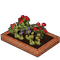 Flower Bed